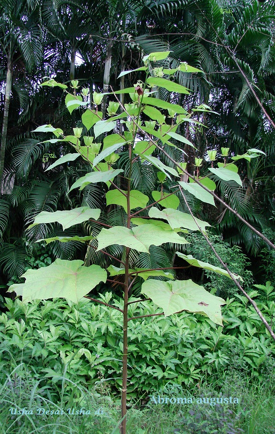Abroma eFlora of India